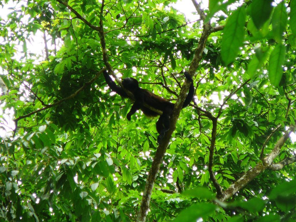 Casa Lina Sloth View Exotic Apartment With Privat Kitchen Puerto Viejo de Talamanca Quarto foto