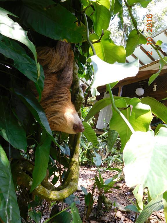 Casa Lina Sloth View Exotic Apartment With Privat Kitchen Puerto Viejo de Talamanca Exterior foto