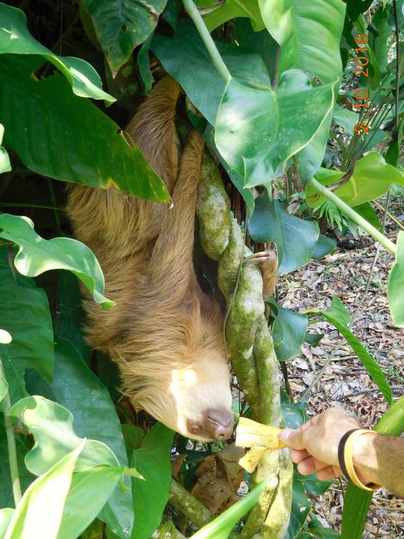 Casa Lina Sloth View Exotic Apartment With Privat Kitchen Puerto Viejo de Talamanca Exterior foto