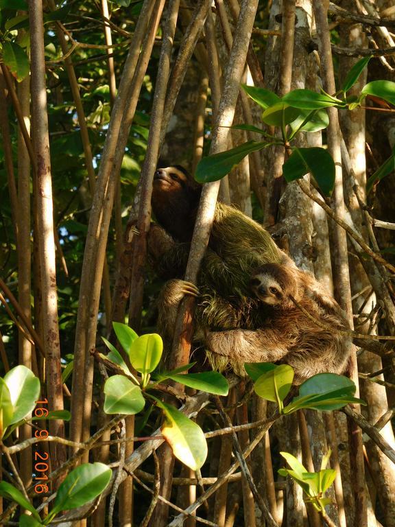 Casa Lina Sloth View Exotic Apartment With Privat Kitchen Puerto Viejo de Talamanca Exterior foto